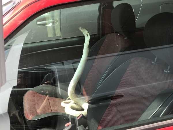 20 обескураживающих ситуаций, которые пользователи сети наблюдали из окна своего автомобиля