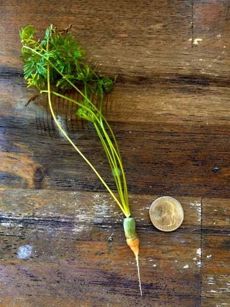 18 людей поделились своим «богатырским» урожаем, и тут морковка с волосинку и крошечный лимон