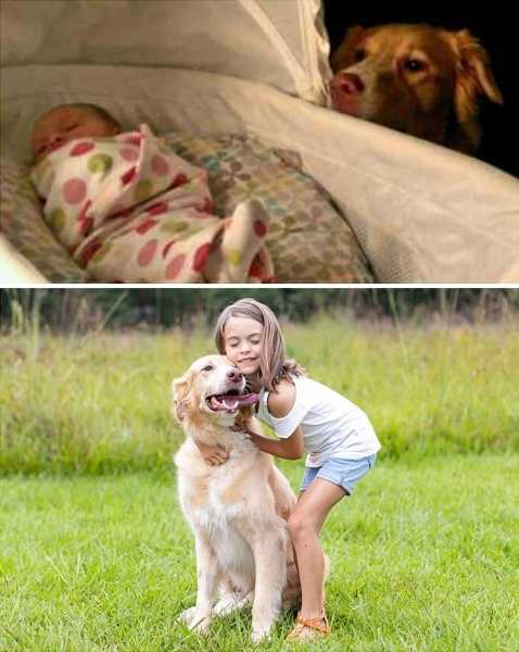19 собак до и после взросления, которые выросли, но в душе остались маленькими щеночками