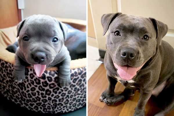 19 собак до и после взросления, которые выросли, но в душе остались маленькими щеночками