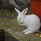 ВОЗ: коронавирус может распространяться через кроликов
