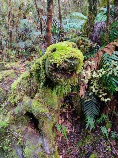 15 находок, обнаруженных в лесу, которые впечатляют своей необычностью