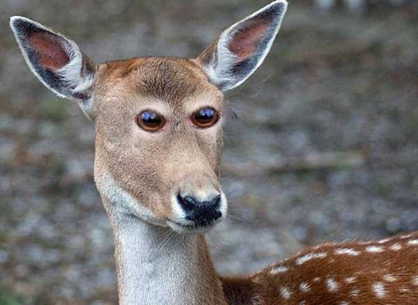 17 забавных рисунков о том как бы выглядели животные если бы глаза были спереди, а не по бокам