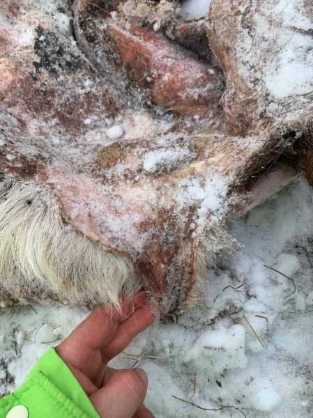 В национальном парке «Лосиный остров» убито 16 пятнистых оленей2