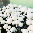 Ленинградские грибы дают рост