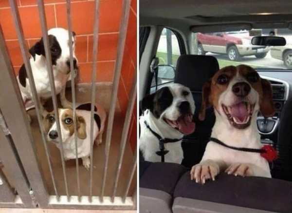 20 фото животных до и после принятия, показывающие, на какие чудеса способна любовь