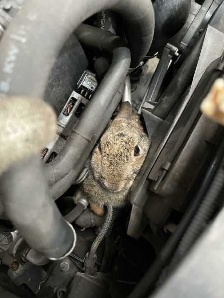 19 раз, когда автомеханики находили странные вещи в машинах, и тут зайцы под капотом и волнистые шины
