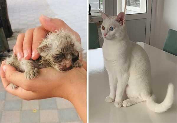 20 фото животных до и после принятия, показывающие, на какие чудеса способна любовь