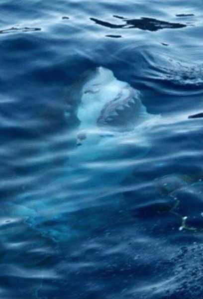 20 тревожных морских снимков, которые выведут из равновесия людей с боязнью глубины