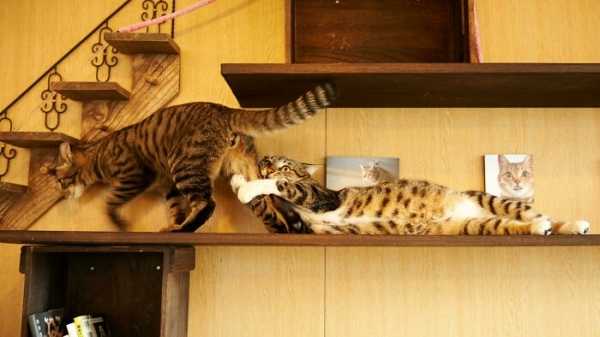 18 милых фотографий кошек, доказывающих, что один питомец хорошо, а два лучше