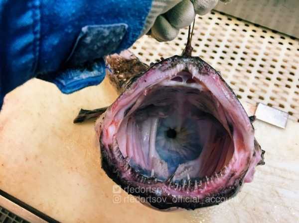 19 жутковатых гостей из океанских глубин от известного мурманского рыбака-блогера