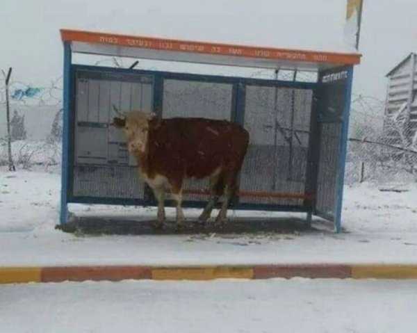 20 подтверждений того, что с реальным миром не все в порядке