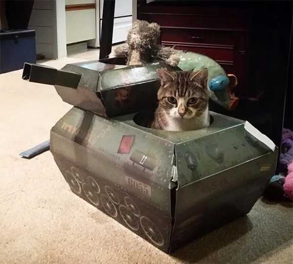 20 прикольных котиков, завоевавших соцсети, для которых хозяева специально сделали картонные танки