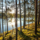 Область — в лидерах рейтинга качества управления лесами