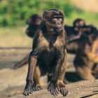 Ученые из «Вектора» назвали риск проникновения оспы обезьян на территорию России «незначительным»