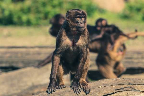 Ученые из «Вектора» назвали риск проникновения оспы обезьян на территорию России «незначительным»0