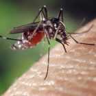 Эксперт рассказал, как укусы насекомых могут повлиять на здоровье