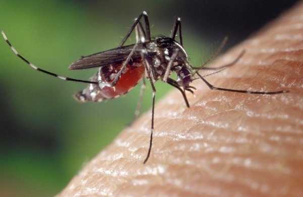 Эксперт рассказал, как укусы насекомых могут повлиять на здоровье0