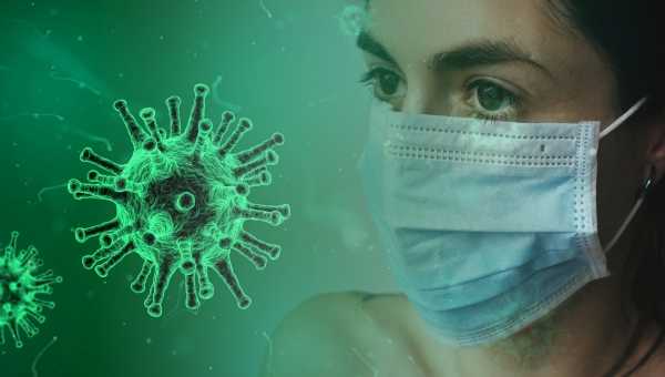 В Роспотребнадзоре заявили о невозможности передачи коронавируса от животного к человеку0