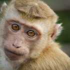 Ученые рассказали россиянам о риске заражения оспой обезьян