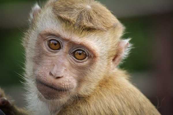Ученые рассказали россиянам о риске заражения оспой обезьян0