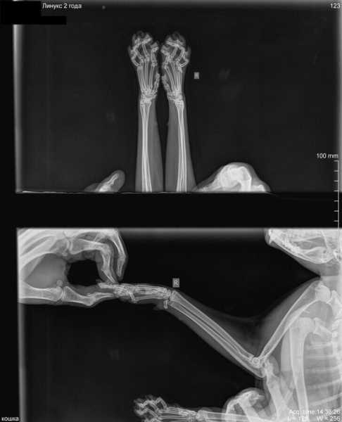 17 странных рентгеновских снимков обычных вещей