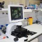 Доклинические испытания теста на клеточный иммунитет к COVID-19 завершили в НИИ Пастера