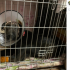В Ленобласти пьяный хозяин изрубил собаку топором - Новости Санкт-Петербурга