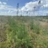 В Ленобласти с начала недели было совершено 97 выездов на тушение палов сухой травы