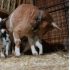 В Ленинградском зоопарке родились 11 козлят, уже встали на ножки - Новости Санкт-Петербурга