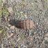 Ручную гранату нашли на территории Угольной гавани в Петербурге - Новости Санкт-Петербурга