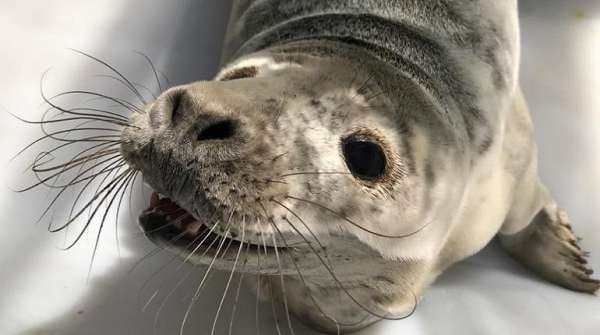 На территории Ленинградской АЭС спасли тюлененка