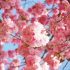 Стало известно, где можно полюбоваться цветущей сакурой в Петербурге - Новости Санкт-Петербурга