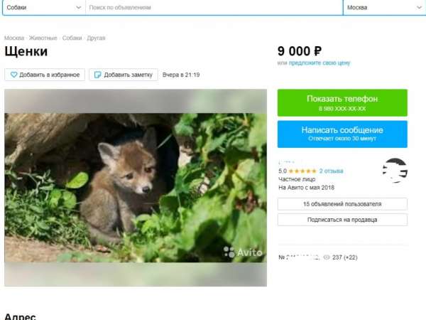 В Москве мужчина пытается продать детенышей лис под видом щенят