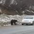 Два медведя терроризируют людей на трассе Колыма под Магаданом