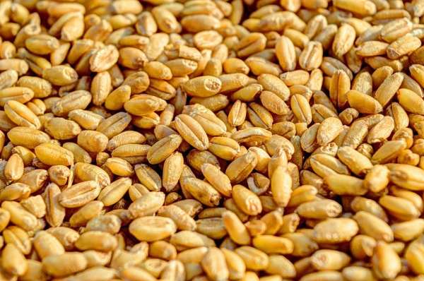 В Совфеде предложили оплату поставок зерна и удобрений рублями