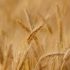 Министерство торговли Индии запретило экспорт пшеницы из-за скачков цен - Новости Санкт-Петербурга