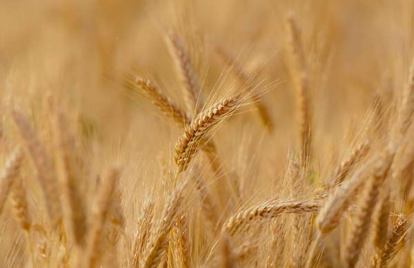 Министерство торговли Индии запретило экспорт пшеницы из-за скачков цен