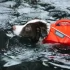 Житель Петербурга пропал под водой, упав с гидроскутера на Финском заливе