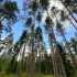 Область – в  ТОП рейтинга по качеству управления лесами