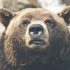 Во Всеволожском районе видеоловушка засняла прогулку огромного медведя - Новости Санкт-Петербурга