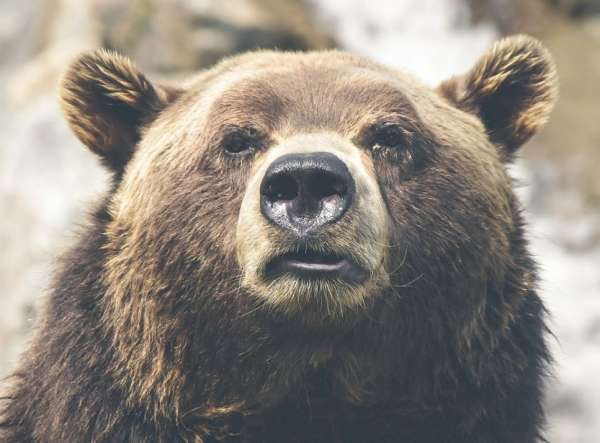 Во Всеволожском районе видеоловушка засняла прогулку огромного медведя