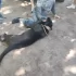 Видео: на Невской губе задержали участников жестокой фотосессии с чёрной пантерой