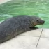 Петербургские зоозащитники выпустили на волю тюленя с плохим зрением