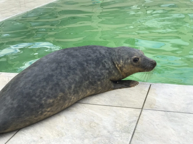 Петербургские зоозащитники выпустили на волю тюленя с плохим зрением 