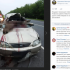 В Ленобласти автомобиль насмерть сбил лося - Новости Санкт-Петербурга