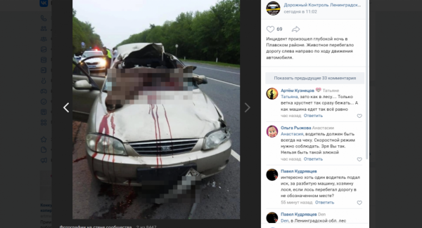 В Ленобласти автомобиль насмерть сбил лося
