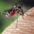 Россиян предупредили о неприятном заболевании, переносимом комарами и мухами