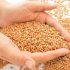 Путин: Россия может увеличить экспорт зерна до 50 млн тонн - Новости Санкт-Петербурга