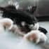 На Савушкина нашли окровавленного кота с отрубленными лапами - Новости Санкт-Петербурга